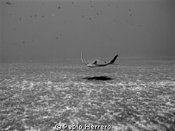 One of the rays you can find in this wonderfull Canary pa... by Pablo Herrero 